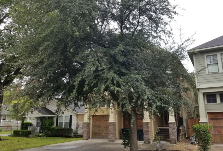 21st St, Houston, TX 77008 #1