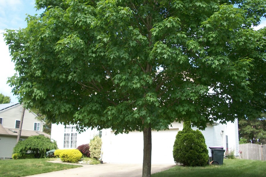 Blue Spruce Dr, Sicklerville, NJ 08081 #1