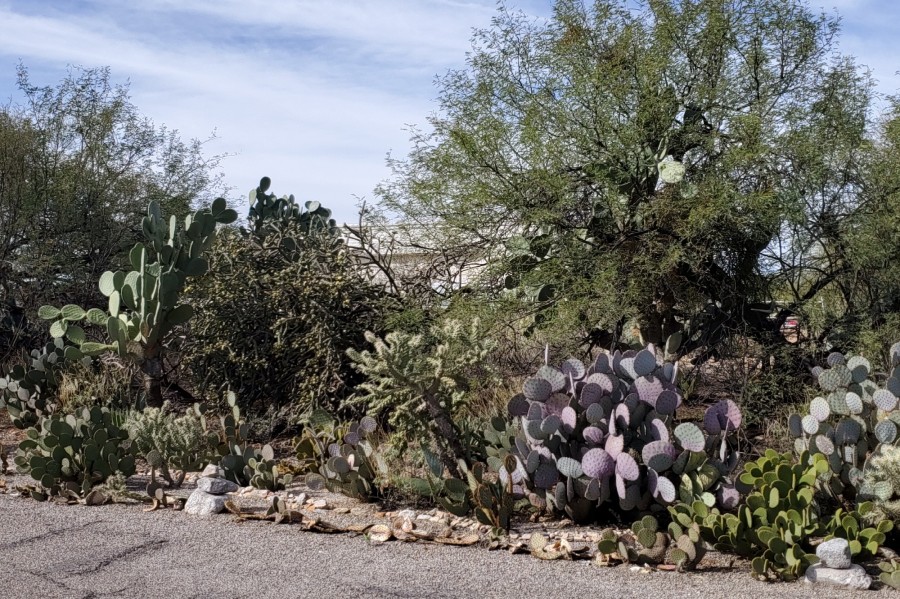 Camino Bosque , Tucson, AZ 85718 #1