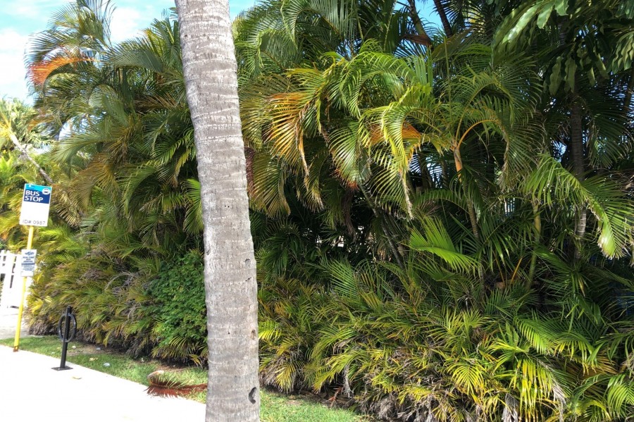 Las Olas Blvd, Fort Lauderdale, FL 33301 #1