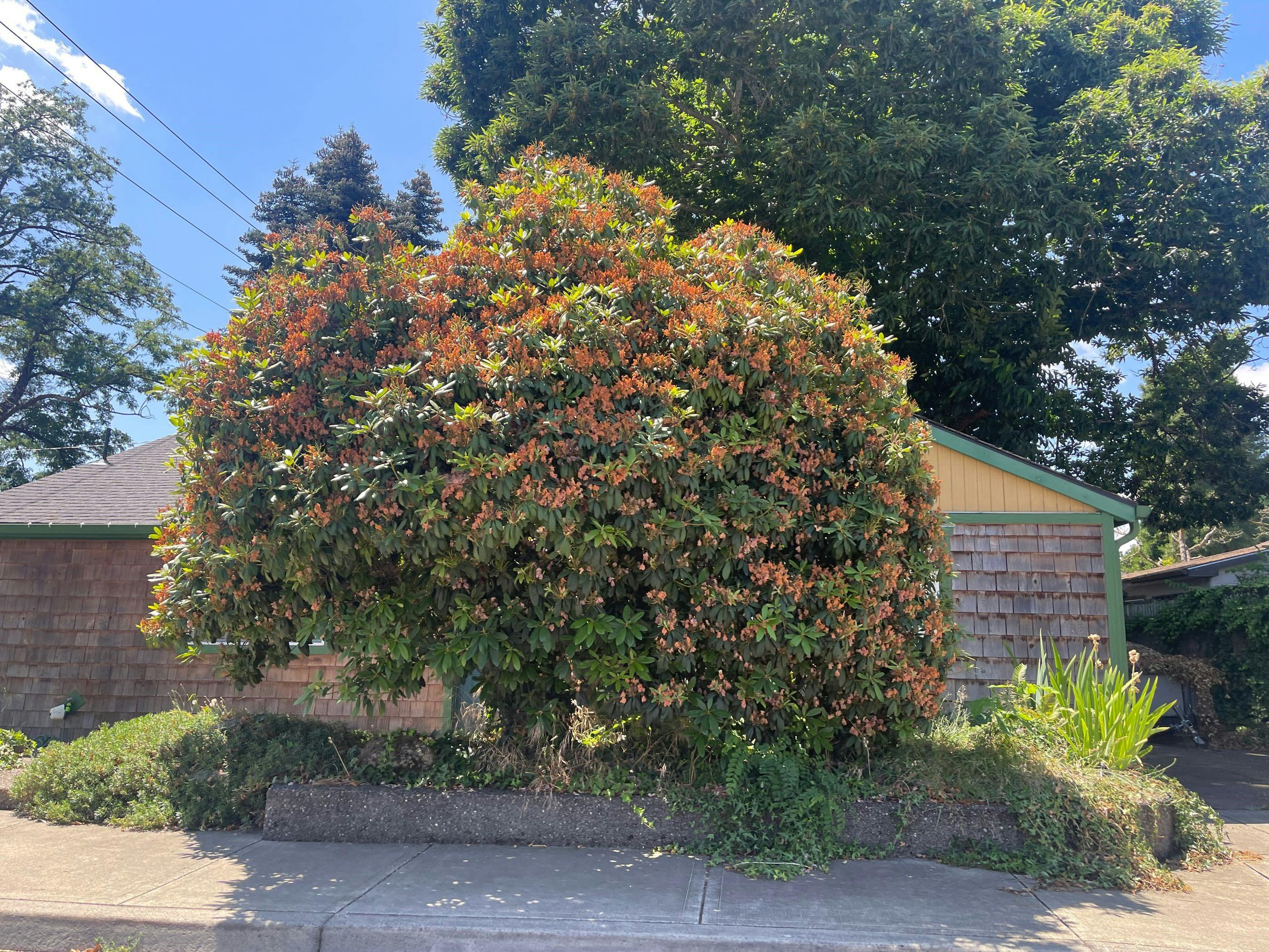 Locust St, Canby, OR 97013 #1