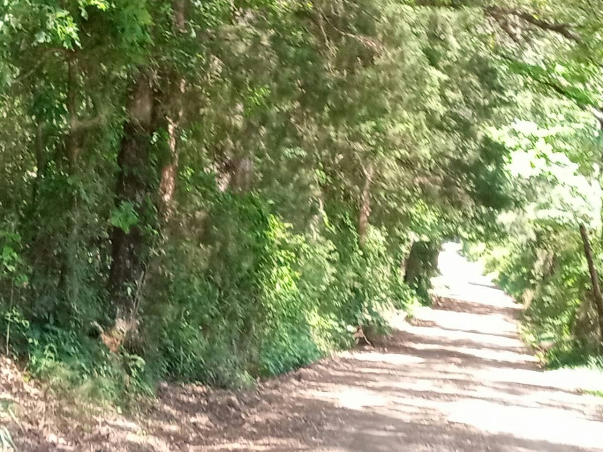 Cole Rd, Rison, AR 71665