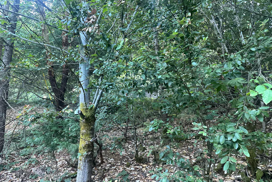 10130 Caves Hwy Cave Junction, OR 97523, Josephine County