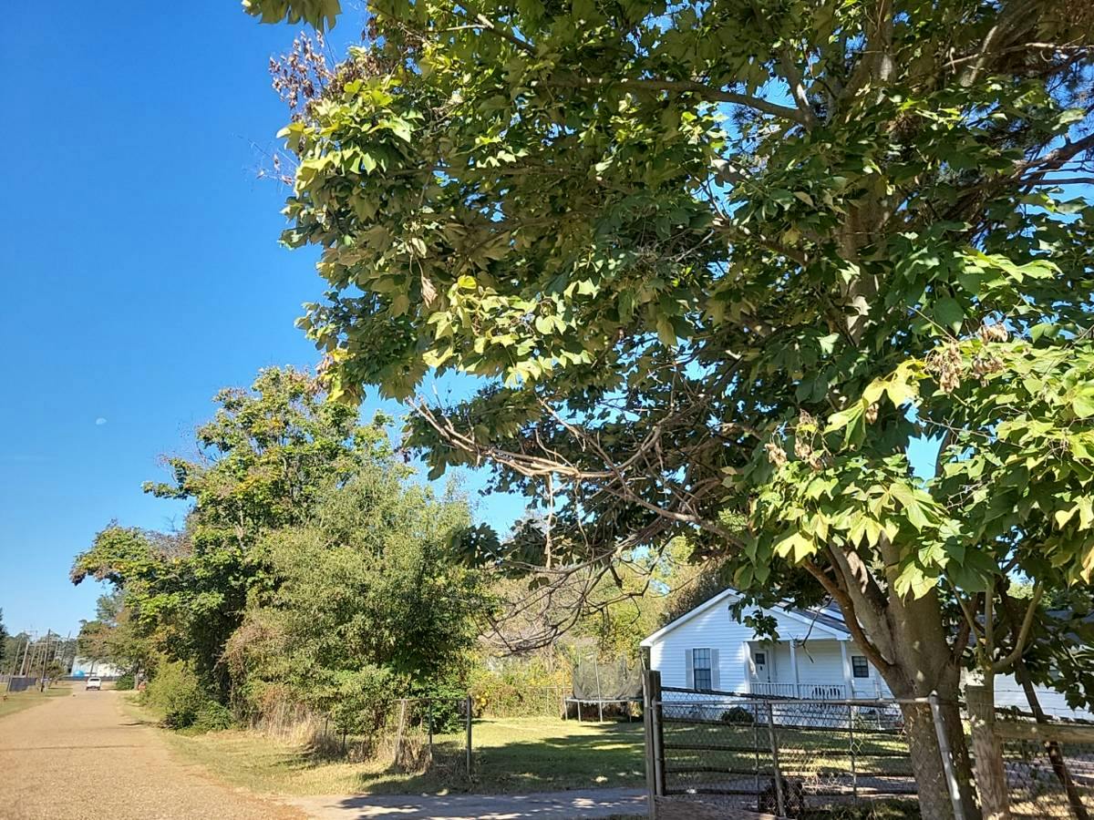 Sycamore St, Arcadia, LA 71001
