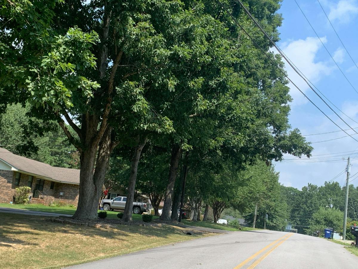 Maple Ln, Arab, AL 35016
