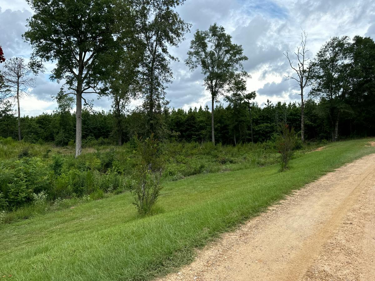 Buzz Saw Hl, Jena, LA 71342 #1