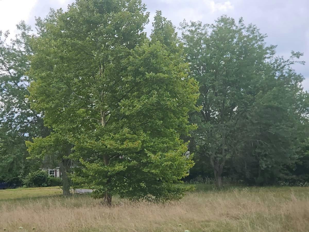 Section Rd, Ottawa Lake, MI 49267