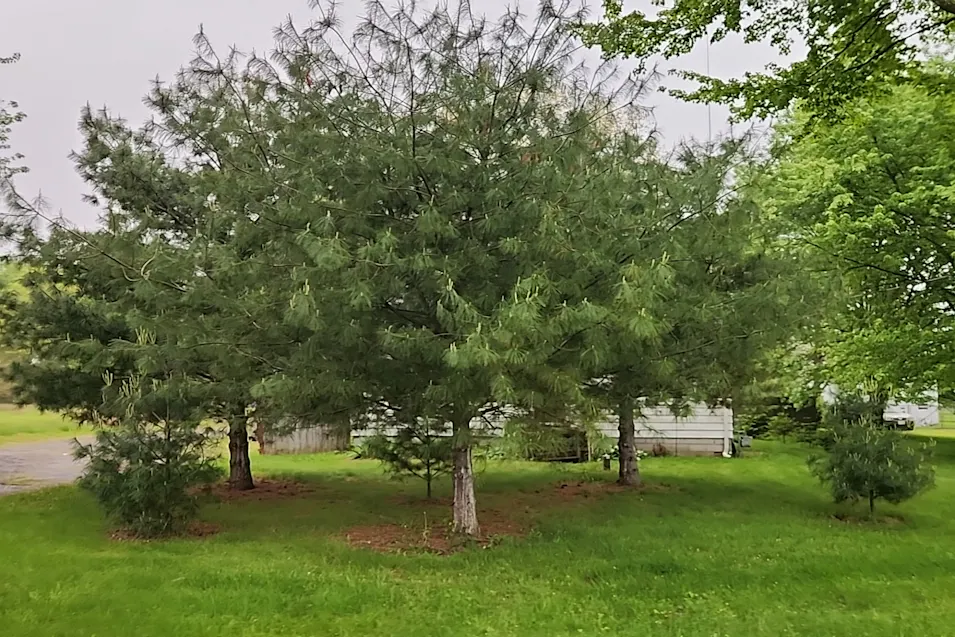 36913 Chestnut Ridge Road Elyria, OH 44035, Lorain County