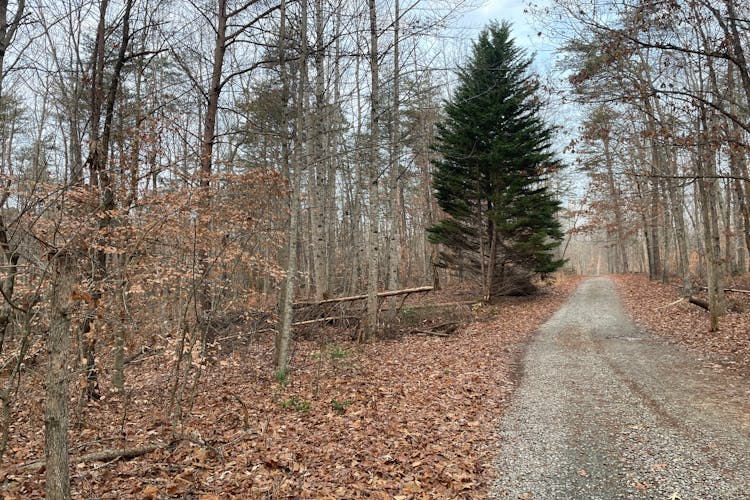 93 Pine Needle Drive Louisa, VA 23093, Louisa County