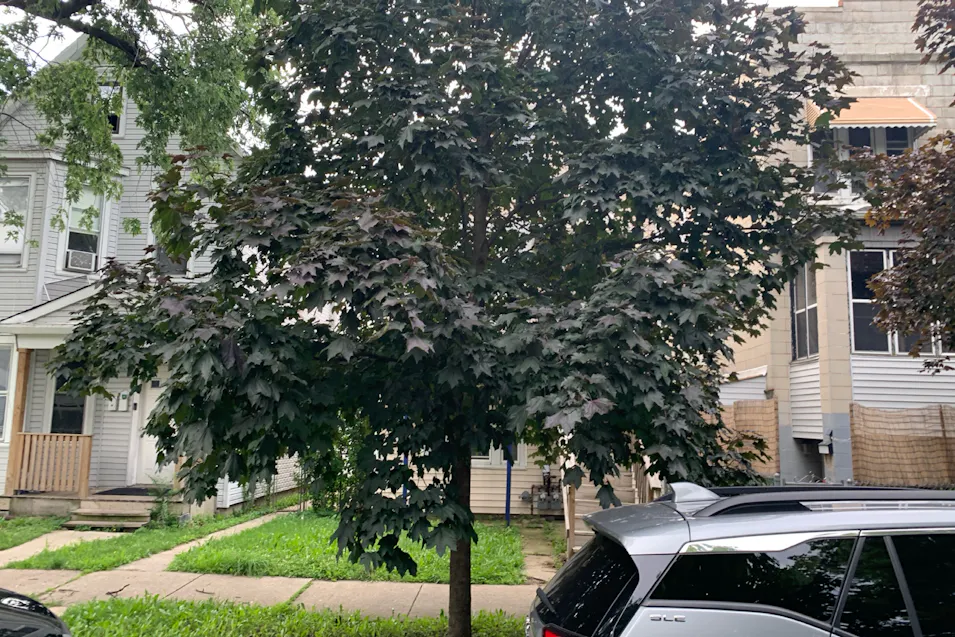 5427 West 25th Place Cicero, IL 60804, Cook County