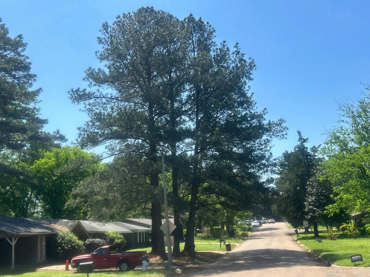 Abraham Lincoln Dr, Jackson, MS 39213