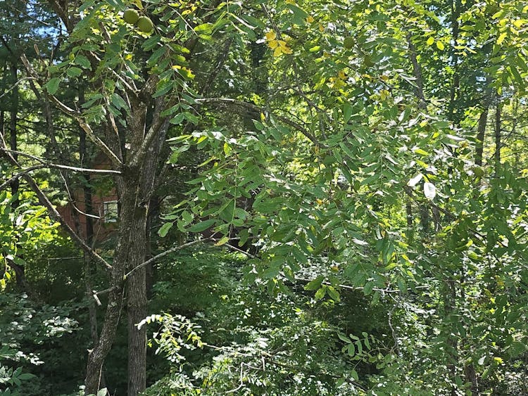 712 Craig Valley Dr New Castle, VA 24127, Craig County