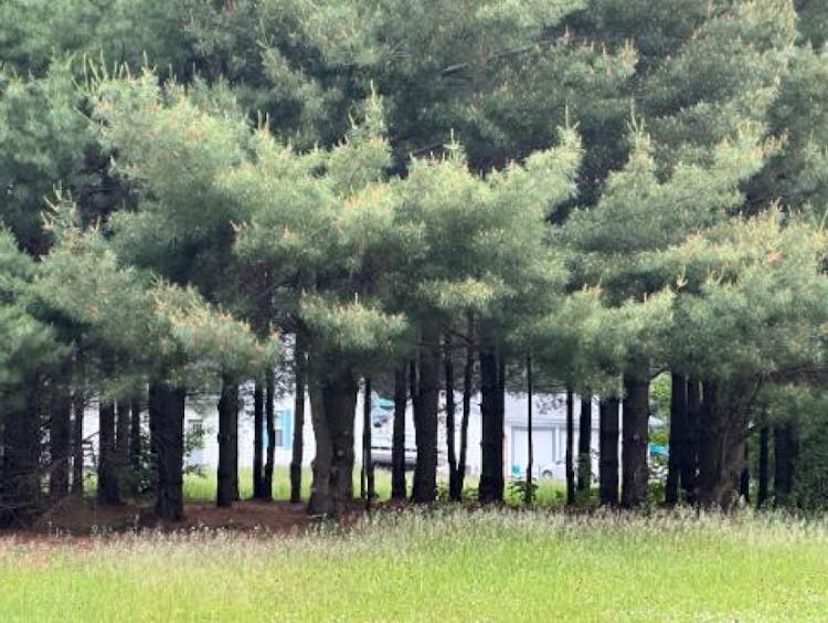 1950 141st Avenue Clear Lake, MN 55319, Sherburne County