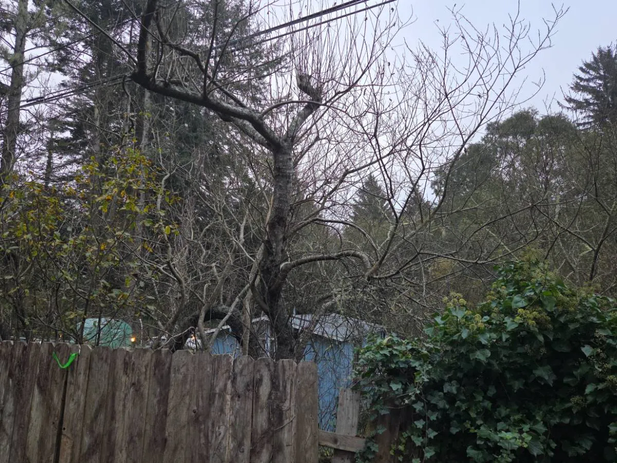 Dows Prairie Rd, Mckinleyville, CA 95519 #1