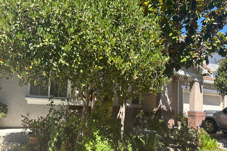 584 Silver Maple Hercules, CA 94547, Contra Costa County