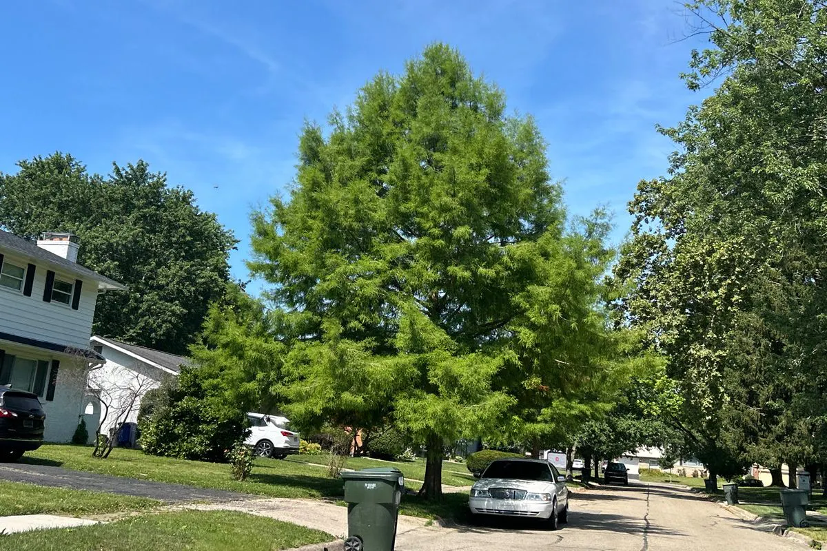 Cypresswood Ct, Columbus, OH 43229 #1