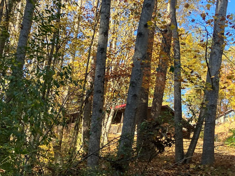 2206 Applewood Drive Sevierville, TN 37862, Sevier County