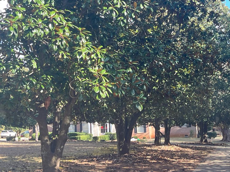 1001 Bass Rd Macon, GA 31210, Bibb County