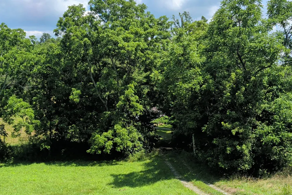 1249 Saltwell Headqtrs Rd Carlisle, KY 40311, Nicholas County