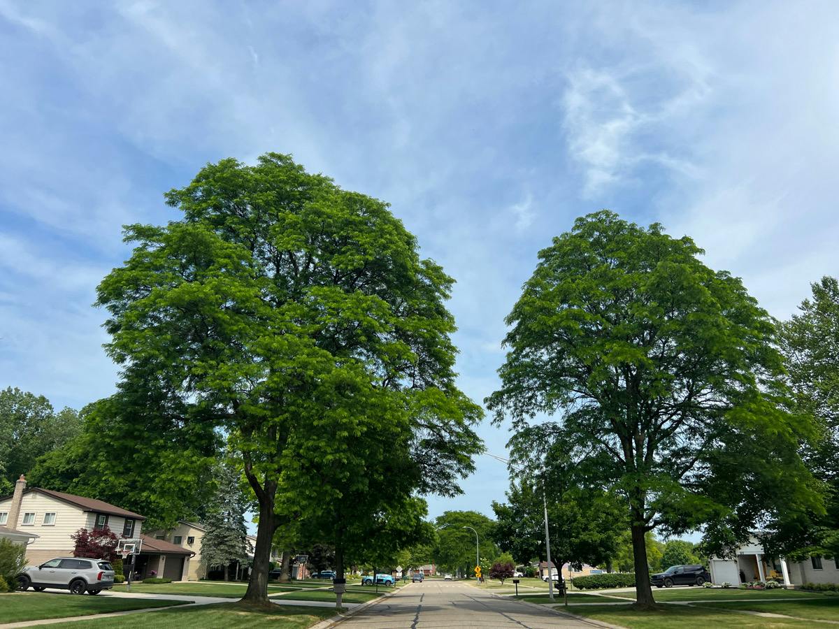 Curtis Rd, Livonia, MI 48152