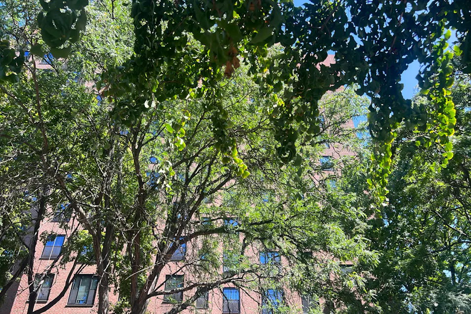 361 Clinton Ave 7f Brooklyn, NY 11238, Kings County