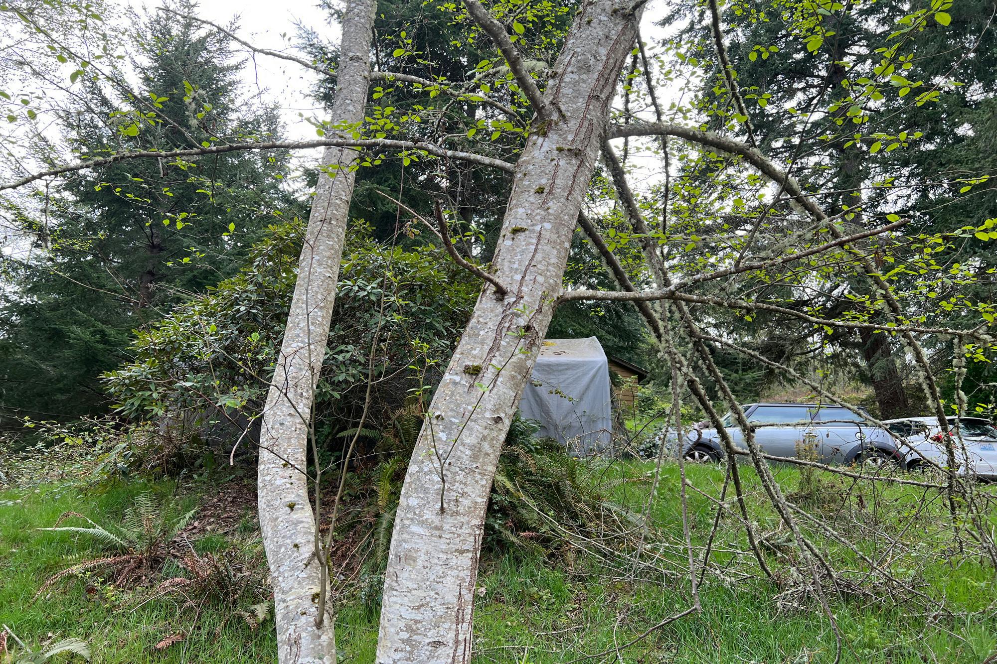 Leschi Dr, Fox Island, WA 98333