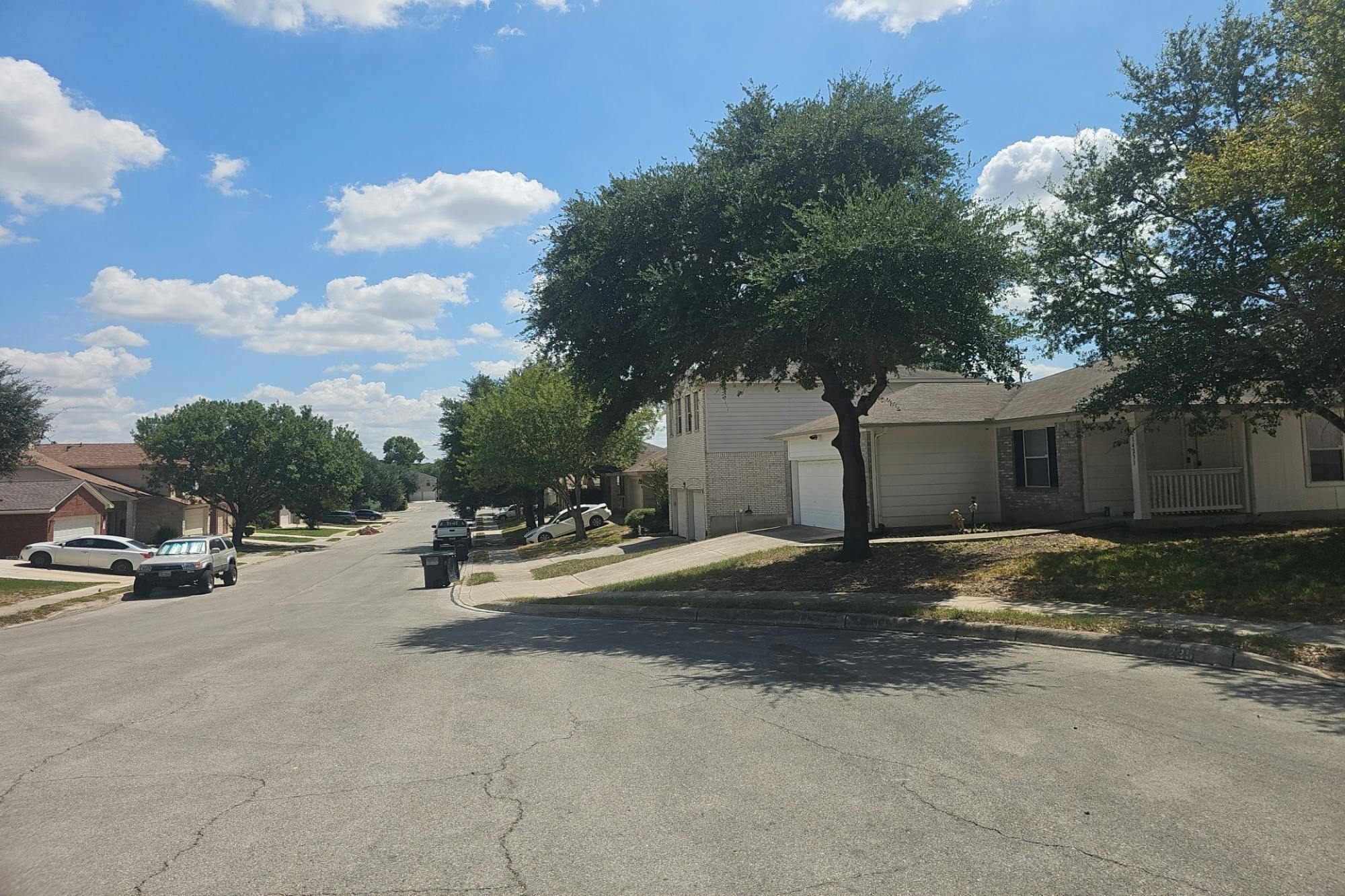 Rosy Finch , San Antonio, TX 78233