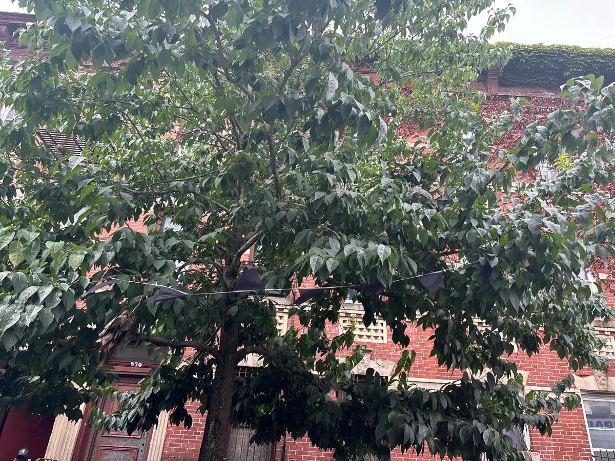Ralph Ave, Brooklyn, NY 11233
