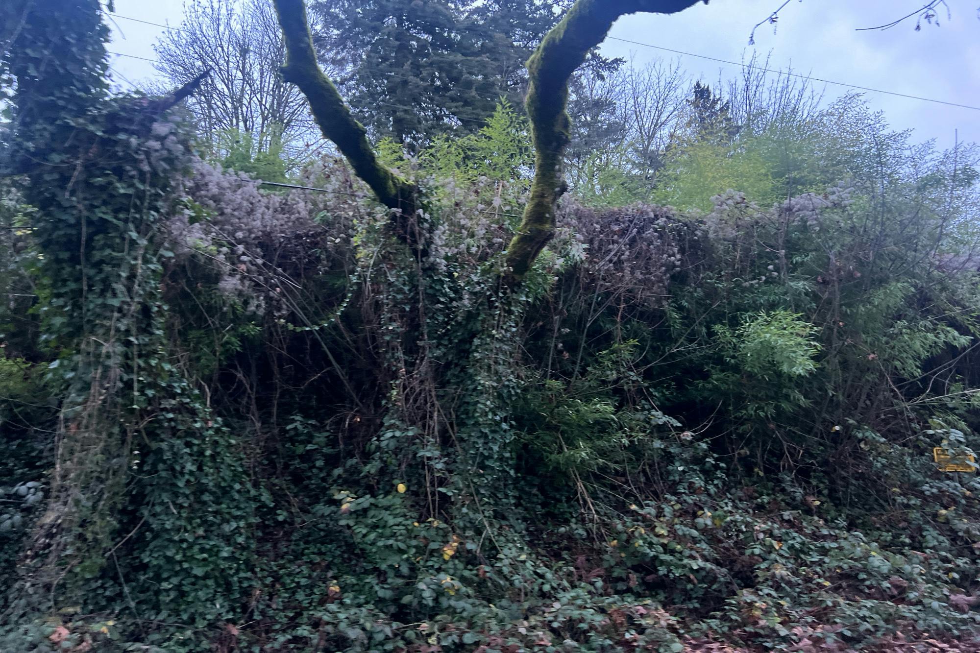 Boones Ferry Rd, Portland, OR 97219