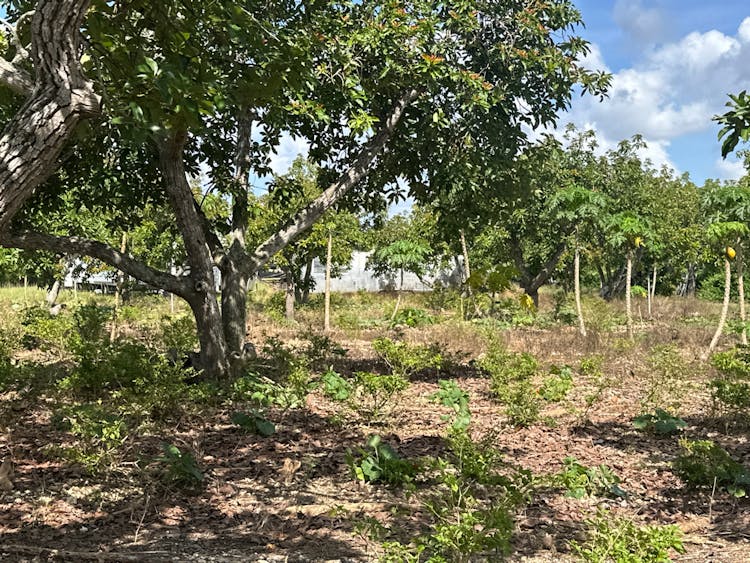 26100 SW 209 Avenue Redland, FL 33031, Miami-Dade County