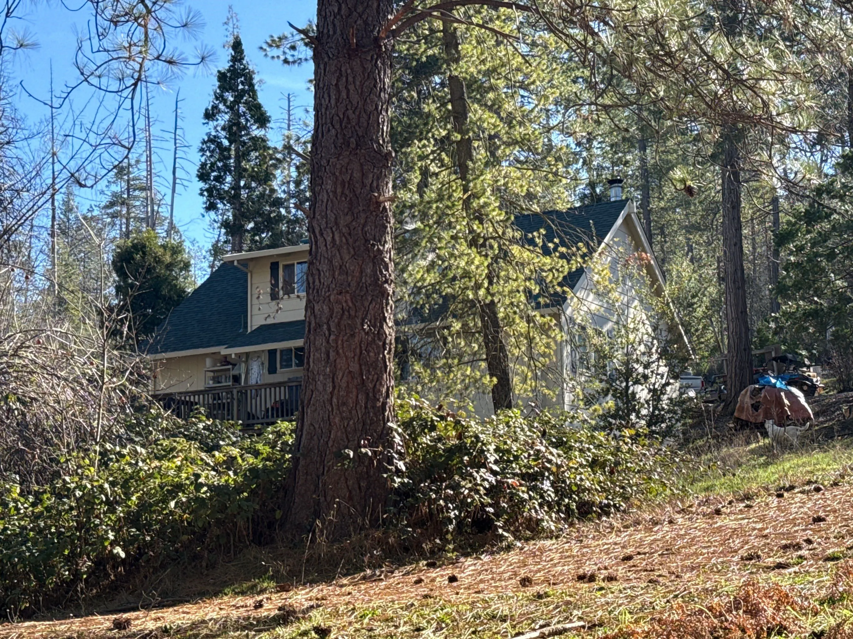 Dogtown Rd, Coulterville, CA 95311 #1