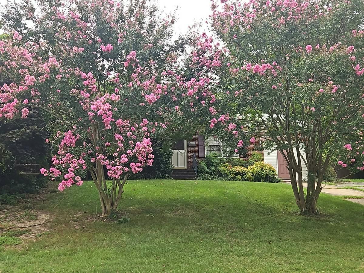 Lipton Dr, Newport News, VA 23608 #1