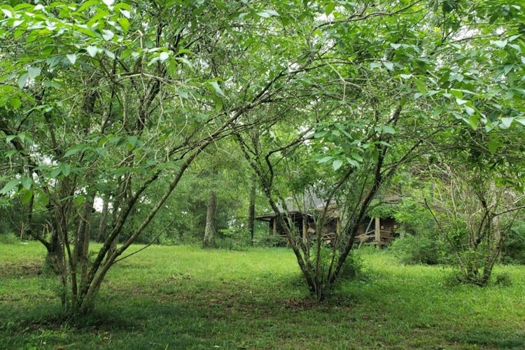 1158 Prentiss Ball Rd Magnolia, MS 39652, Pike County